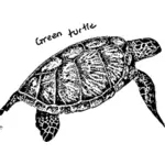 Зеленая черепаха изображение