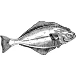 Pisi balığı resmi