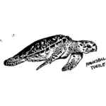 Hawksbill turtle image