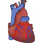 弁、動脈と静脈を示す心のベクトル画像
