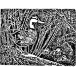 Duck and ducklings illustration