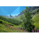 Wysokiej poli alpejskich gór