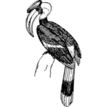 Hornbill Bild