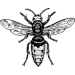 Hornet illustrasjon