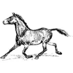 Kjører stallion-bilde