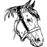 Obrazu głowa konia