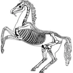 Häst skelett