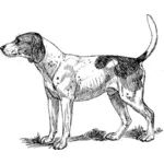 शिकारी कुत्ता छवि