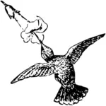 Kolibra karmienia na kwiat grafika wektorowa