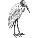 Uzun boylu ince kuş