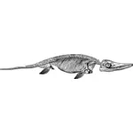 魚竜化石の骨格