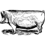 萨福克郡猪