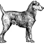 Irish terrier