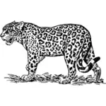 Jaguar gambar