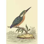 Зимородок птица на дерево филиал векторное изображение