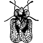 Koronki bug