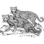 İki leopar
