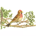 Lesser redpoll on a tree branch color drawing
