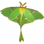 Afbeelding van de vlinder