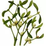 Mistletoe vektor gambar