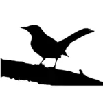 Northern mockingbird on tree branch