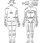 Diagram van de menselijke anatomie