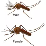 Zanzara maschio e femmina
