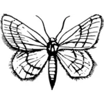 Papillon de couleur noir et blanc