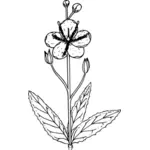 Rostlina vektorové ilustrace