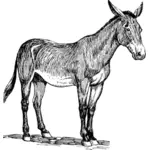 Illustrazione di mulo