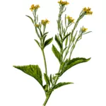 Image du plant de moutarde