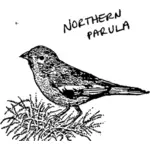 Northern parula