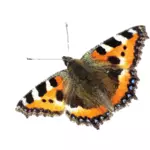 Kleurrijke vlinder pictogram