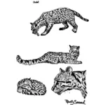 Four wild cats