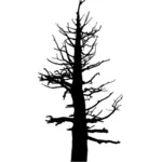 Pelottava puu siluetti