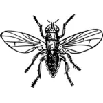 Desenho vetorial mosca do cebola