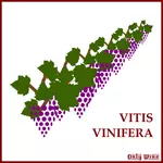 Buah anggur ungu simbol