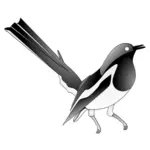 Desenho de oriental magpie-robin