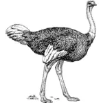 Ostrich vector clip art