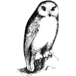 Gambar vektor Owl