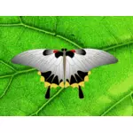 ClipArt vettoriali di grigia farfalla su una foglia