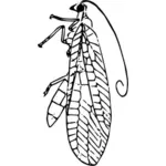 حشرة الدانتيل