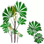 Arbre tropical à feuilles persistantes
