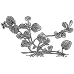 Partridge berry plant vector graphics
