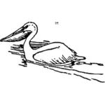 Pelican swimming