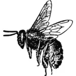 剥皮的蜜蜂矢量图像