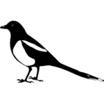Magpie vector image