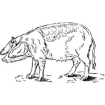 Menggambar dengan babi