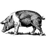 돼지 스케치