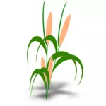 Vector illustration of plant with cobs